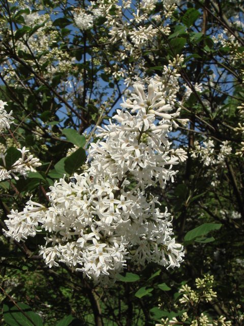 Syringa sweginzowii fleur